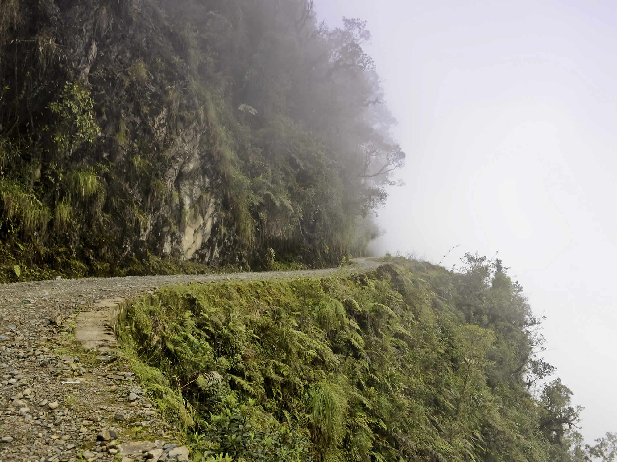 Yungas