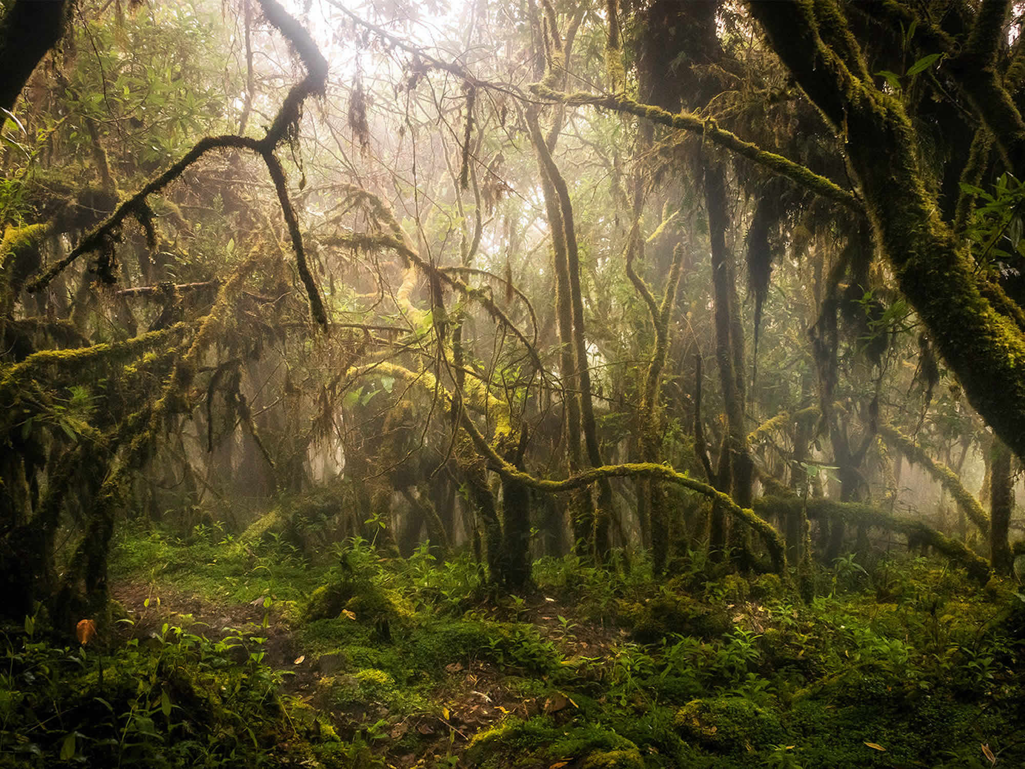Yungas