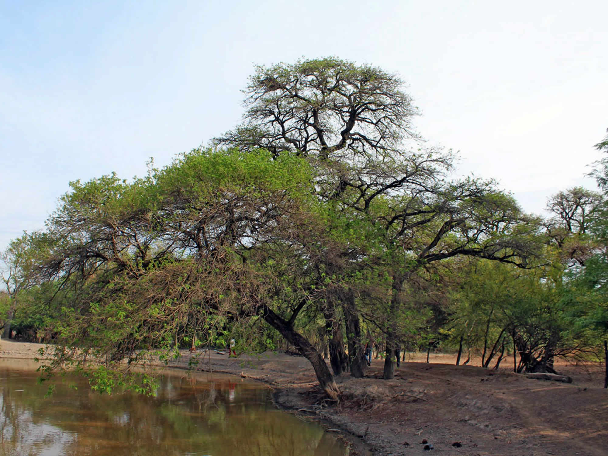 Chaco Region