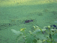 Chaco Region