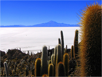 Uyuni Salt Flats Cactus