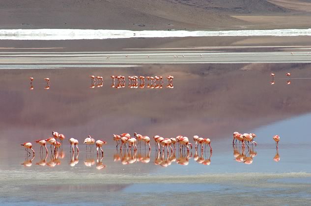 Flamingos