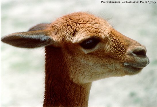 Vicuna