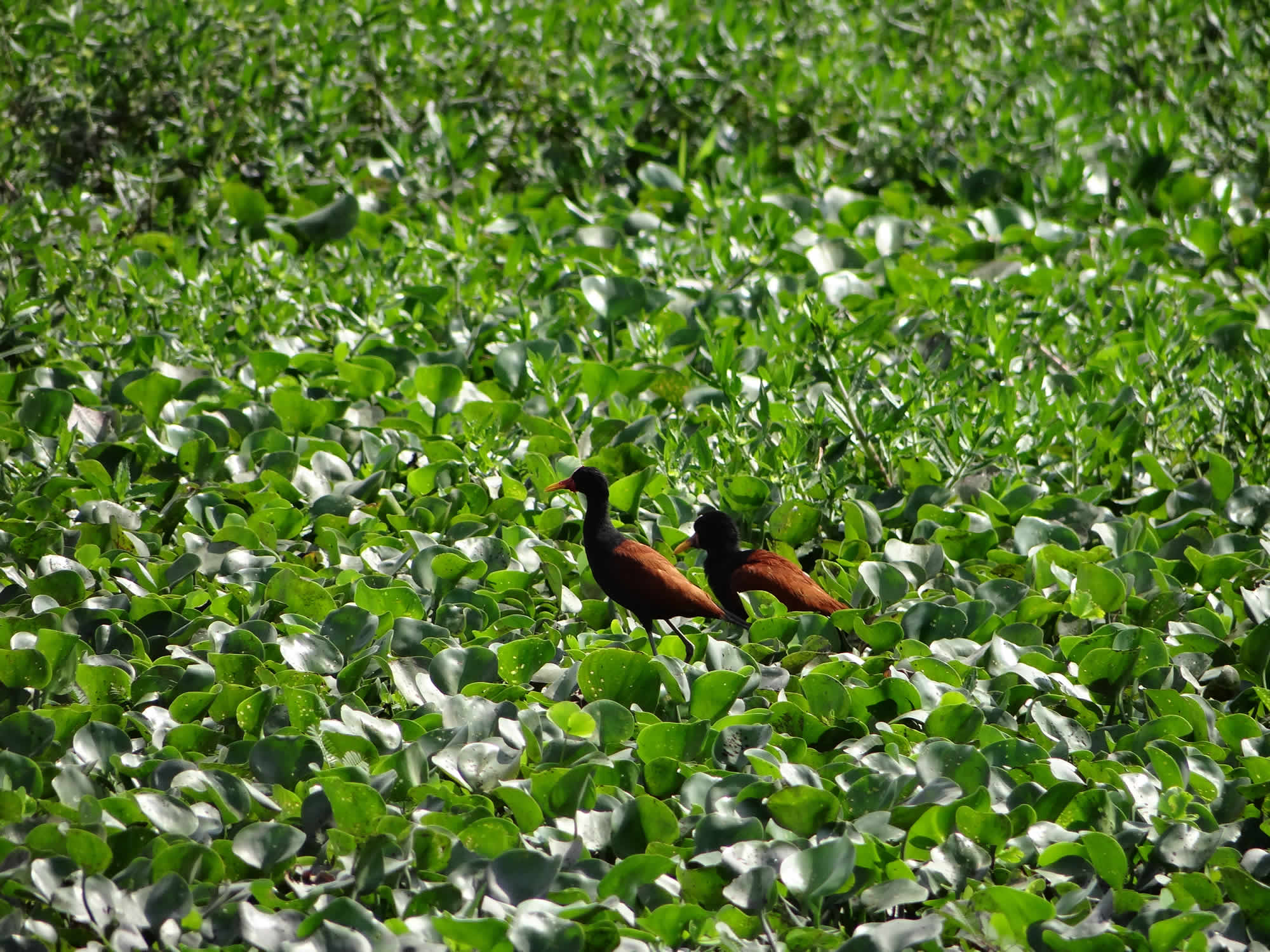 Pampas Tour, Rurrenabaque